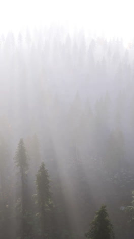 foggy forest: misty woods and sunbeams