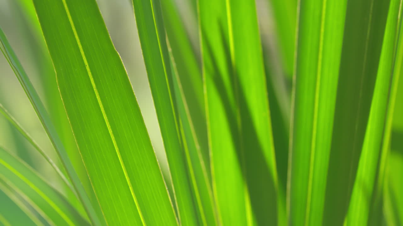 Florida Everglades_Slide past Palmetto leaves Close Up