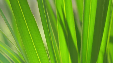 florida everglades_slide past palmetto leaves close up
