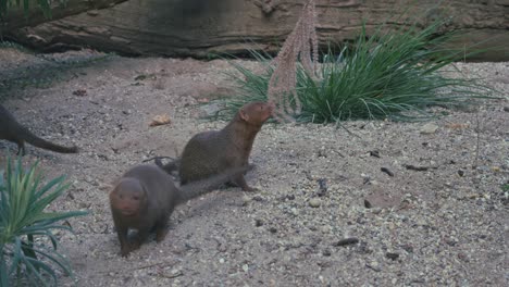 Three-dwarf-mongooses-interacting-in-their-enclosure