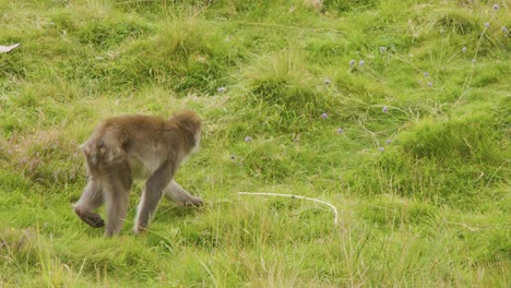 a japanese macaque moves steadily across lush green grass in a highland park, captured in natural daylight with a steady, wide shot perspective