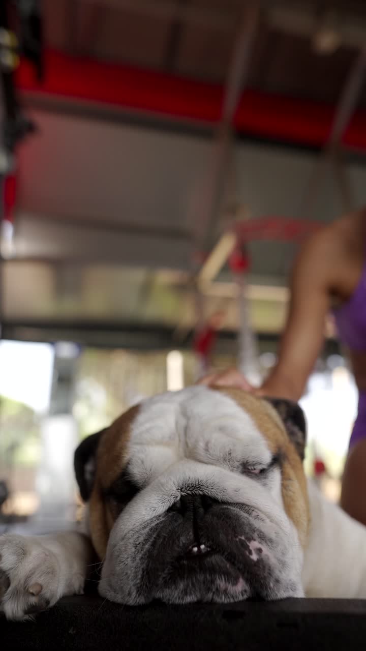 English Bulldog being petted