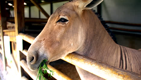 Side-close-up-of-head-of-zonkey-eating-plants-by-wooden-fence-at-farm