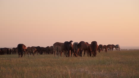 horses grazing at sunset