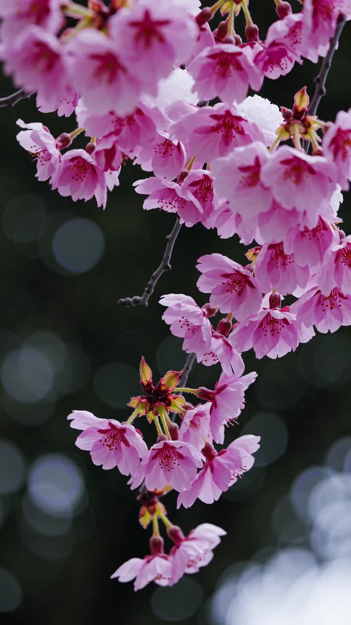 Close-up of cherry blossoms in full bloom, captured from a low angle