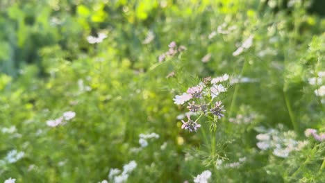 Static shot of coriander flower at home garden