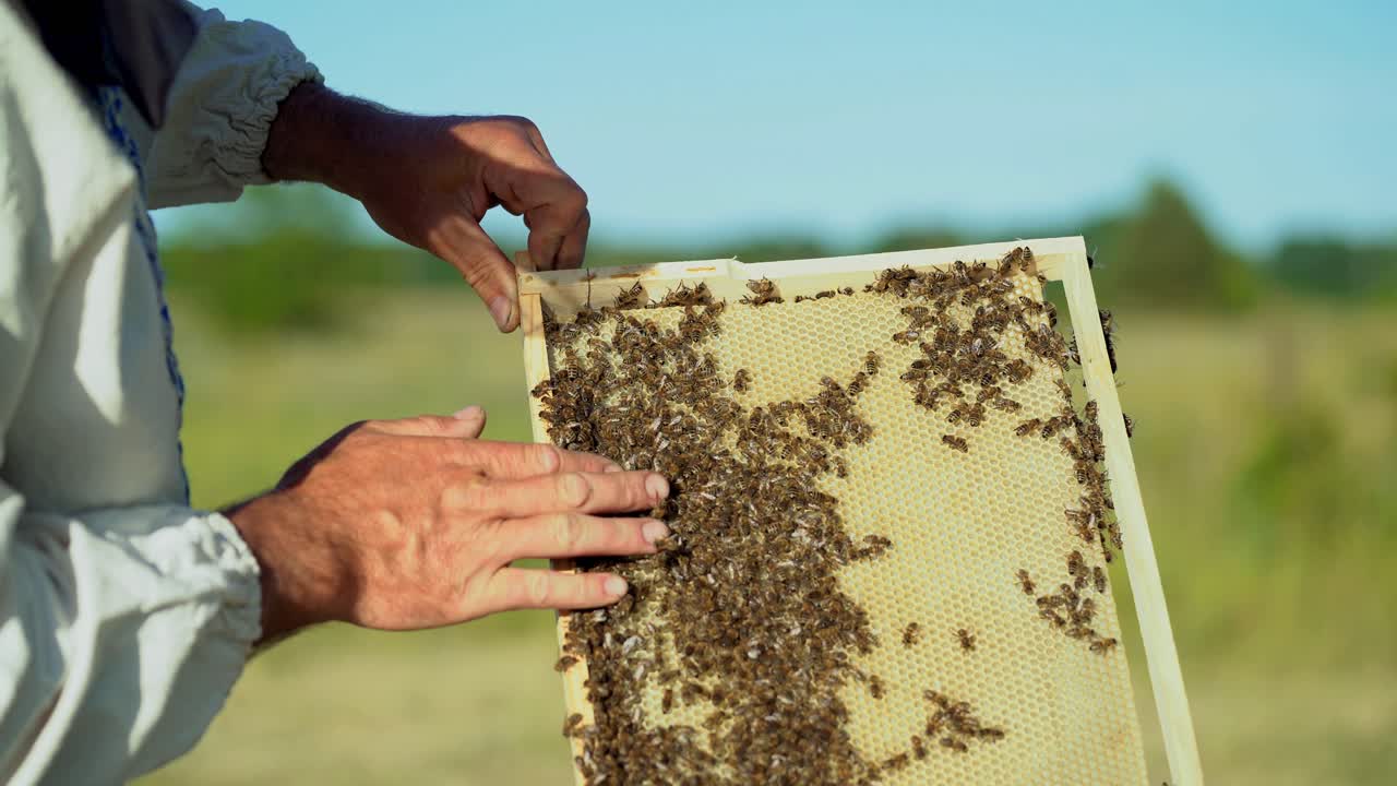 hand of man neatly holds a wooden frame with honeycomb on the background of the yard in the summer