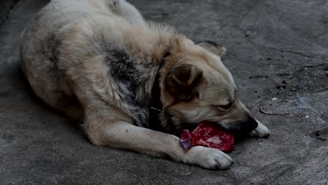 Perro-Comiendo-Huesos-Crudos-Y-Ensangrentados