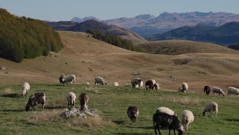 sheep grazing on a green hillside with mountains in the background, durmitor, static shot