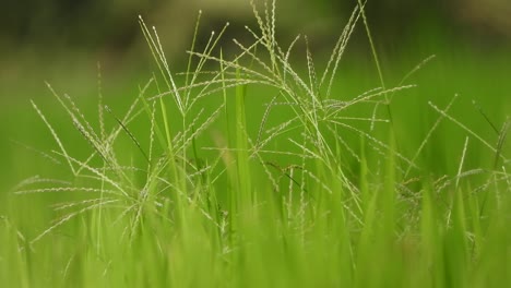 la hierba, el verde, el viento, lo hermoso.