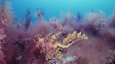 Leafy-Sea-Dragon-with-eggs-4k-slow-motion-South-Australia