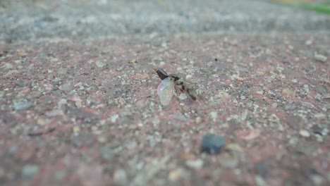 black ants march in organized line over dry dirt surface, macro slow motion outdoors