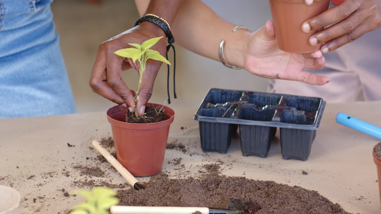 Dos amigos plantando una plántula en una mesa de trabajo después de encontrar raíces sueltas, estabilizándola con un plantador, bandeja.
