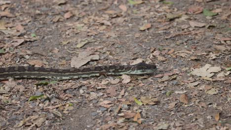 a python moving across forest floor