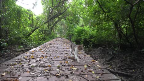 Un-Paseo-De-Gato-En-Un-Bloque-De-Madera