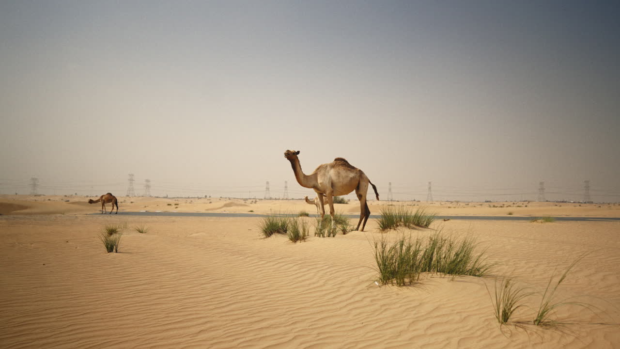 camellos en el desierto