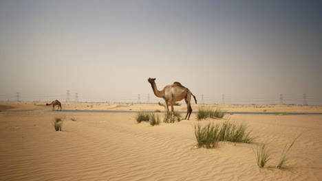 camels in the desert