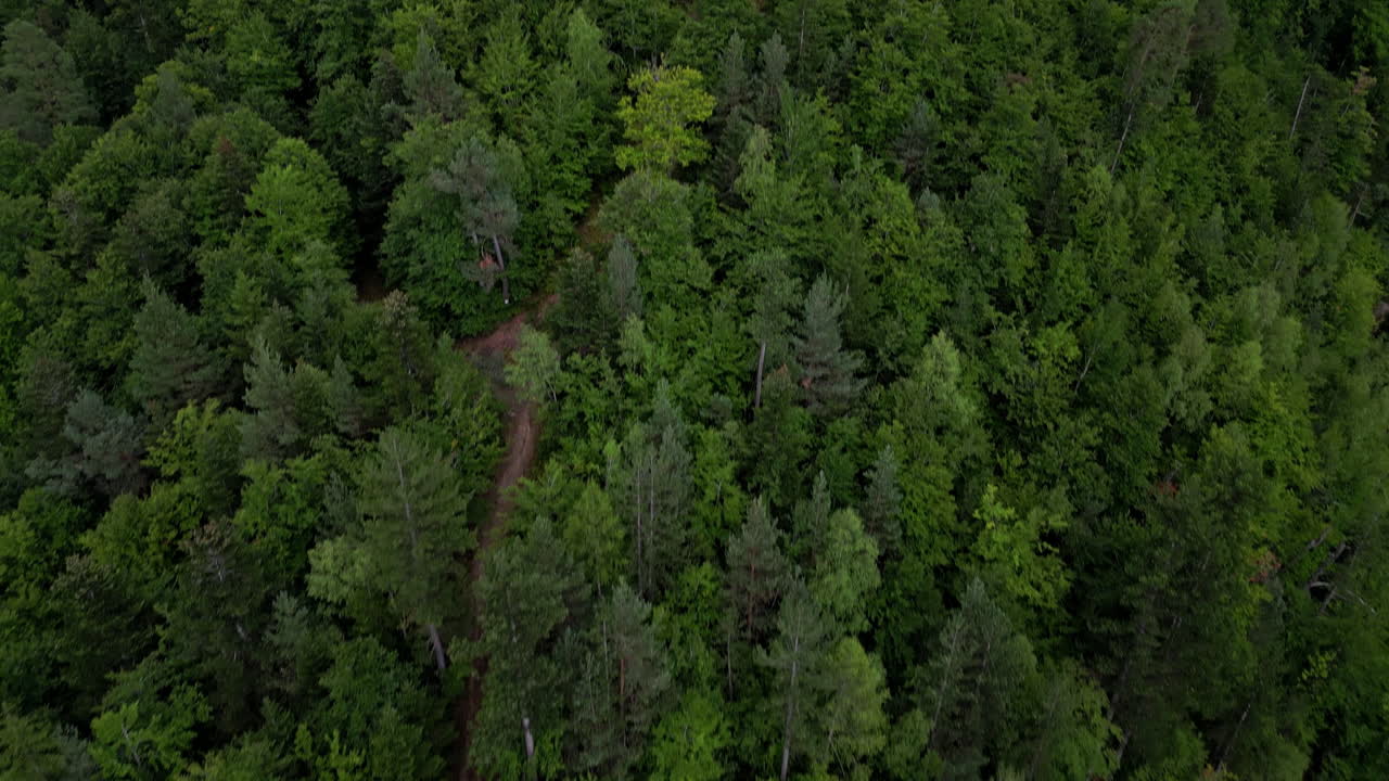 드론 샷:화창한 날 산맥 앞의 푸른 숲과 건강한 숲
