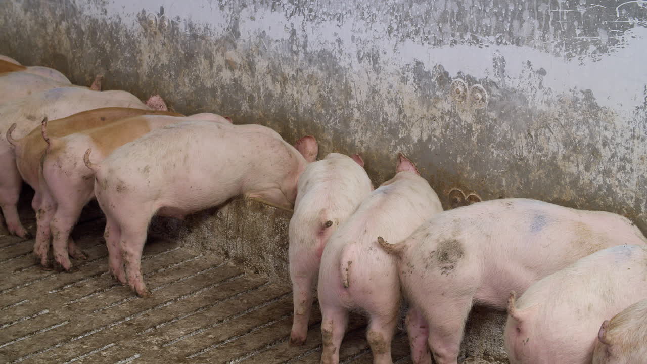 여물통에서 음식을 먹는 새끼 돼지 보육