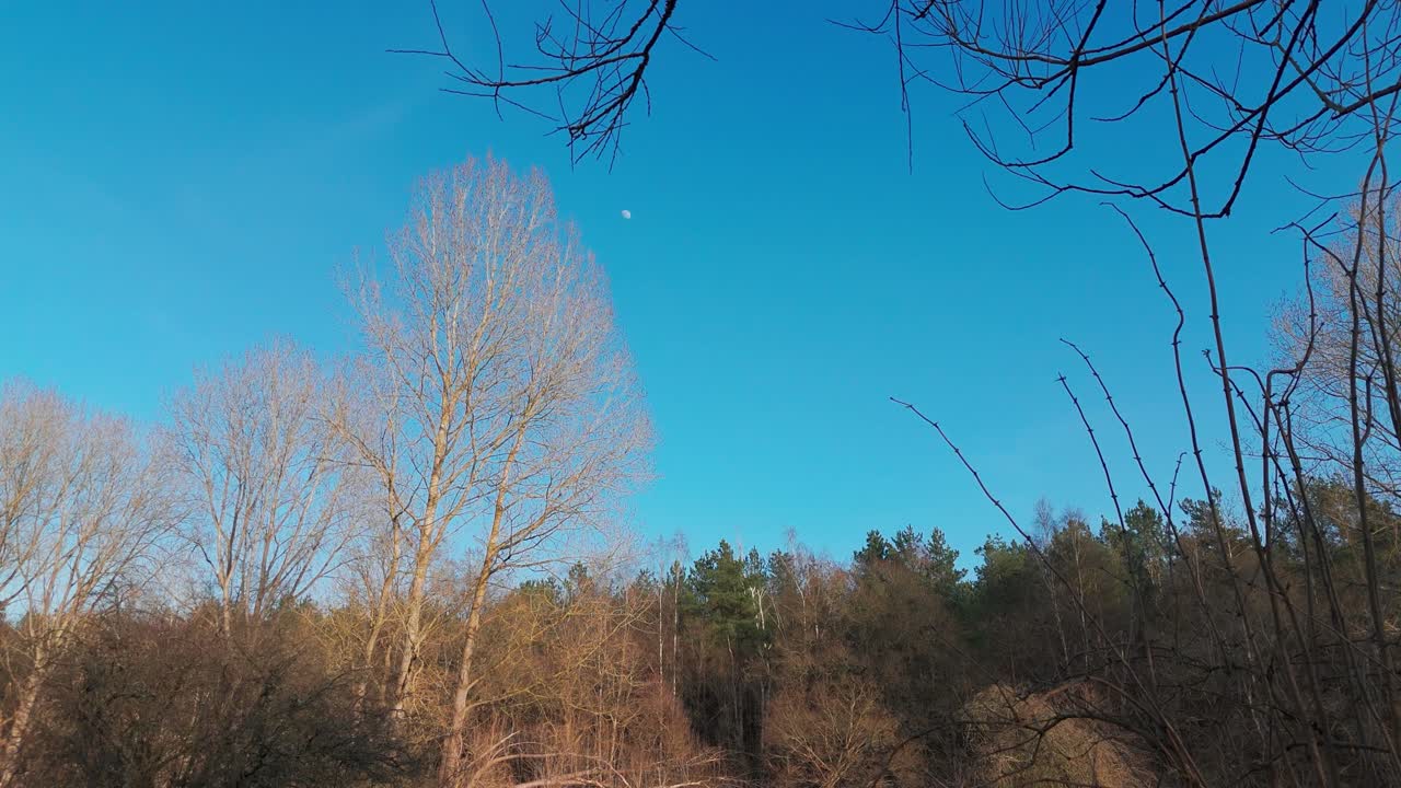 Bright blue sky over a forest with bare trees and a glimpse of the moon in the distance