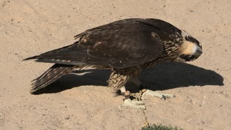 falcon in the sand