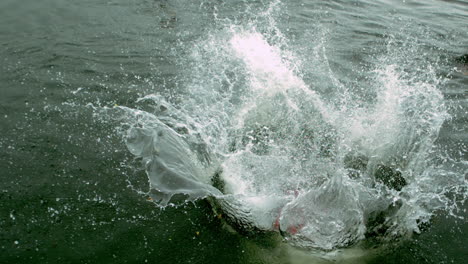 man in wet suit doing a somersault into a lake in reverse