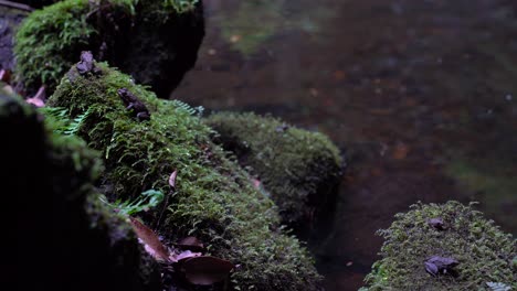 Pequeñas-Ranas-Sentadas-En-Las-Rocas-Cubiertas-De-Musgo-Verde-En-El-Estanque---Tiro-Estático