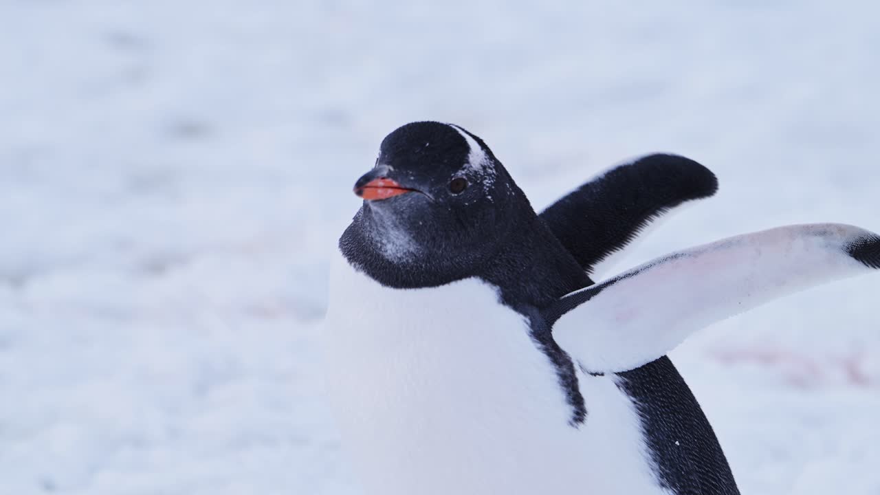 pingüino gentoo en la nieve