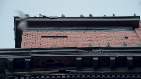 community of pigeons occupying two levels of harlem nyc roof ledge