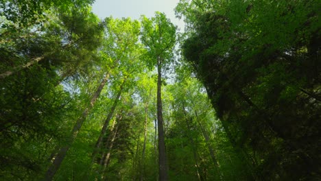 giant tall trees from a low angle view with a blue sky background