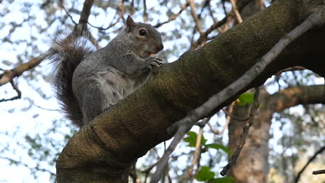 Toma-En-Cámara-Lenta-De-Ardilla-Gris-En-El-árbol-Comiendo-Una-Nuez-En-La-Naturaleza-En-El-Parque-Inglés-Inglaterra-Londres-Gran-Bretaña-Reino-Unido-1920x1080-Hd