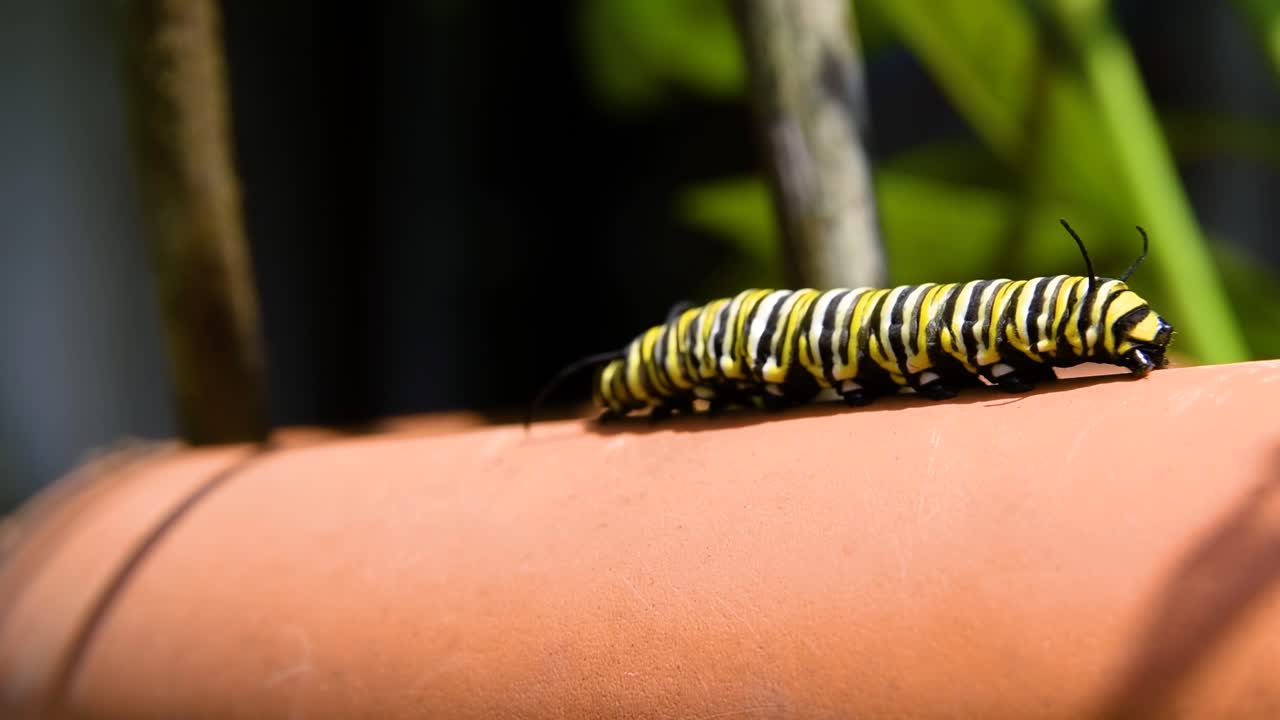 테라코타 위에서 활기찬 군주 애벌레의 변신 여정을 목격하세요.