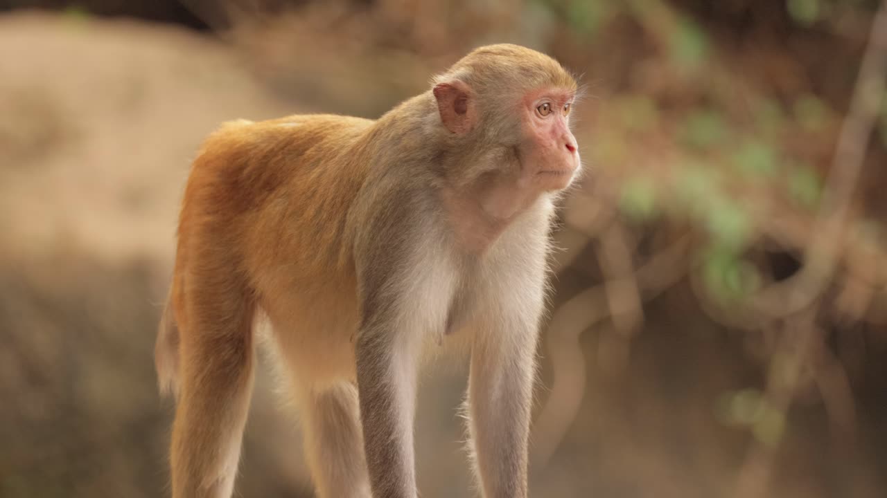 Macaques in nature. Macaques constitute a genus (Macaca) of gregarious monkeys. Macaques are found in a variety of habitats throughout the Asian continent and are highly adaptable