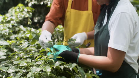 jardineros que trabajan en interiores