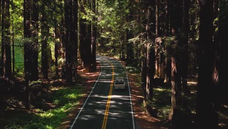 Cars-driving-through-California's-Redwood-forest-at-midday