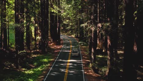 cars driving through california's redwood forest at midday