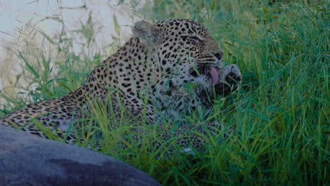 leopard grooming in grass