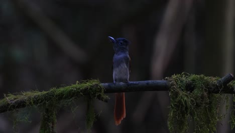 Posado-En-Una-Rama-En-Lo-Profundo-Del-Bosque-Mientras-Mira-A-Su-Alrededor-Y-Limpia-Su-Pico-En-La-Rama,-Terpsiphone-Affinis,-Papamoscas-Del-Paraíso-De-Blyth,-Tailandia