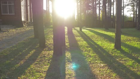 wooden house in a pine grove at sunset