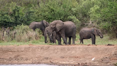 elefantes africanos de varias edades se reúnen a lo largo de la orilla