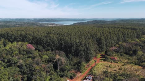 a vast eucalyptus plantation seen from above by a drone, with the paraná river and paraguay in the background