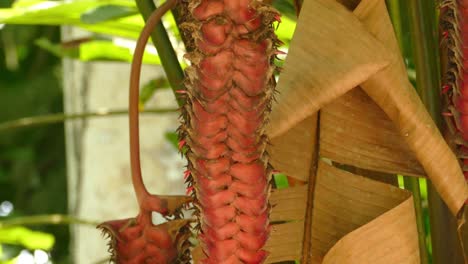 Toma-Panorámica-De-Una-Planta-Tropical-Roja---Video-En-Cámara-Lenta-De-Un-árbol