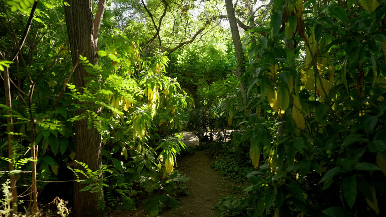 Forest path winds through tall trees under Mediterranean light in Greek urban woodland