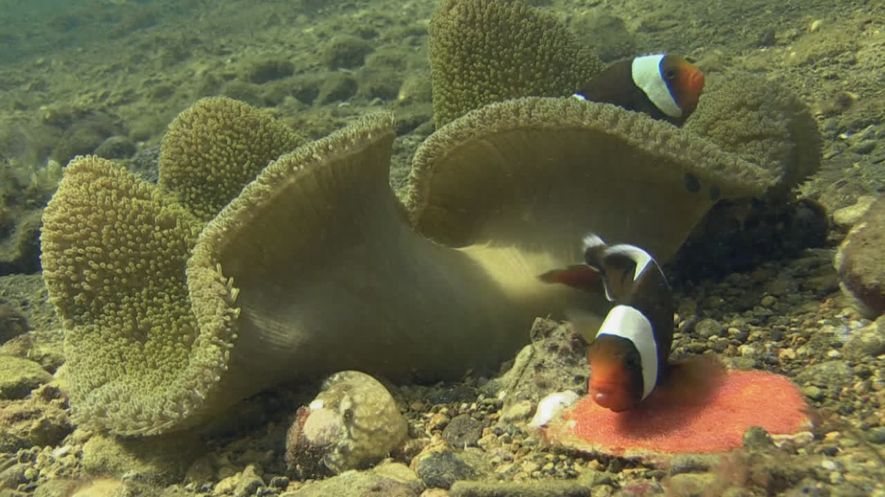 Grande pesce pagliaccio sella sistema una covata di piccole uova rosse situate accanto a un'anemone di Haddon