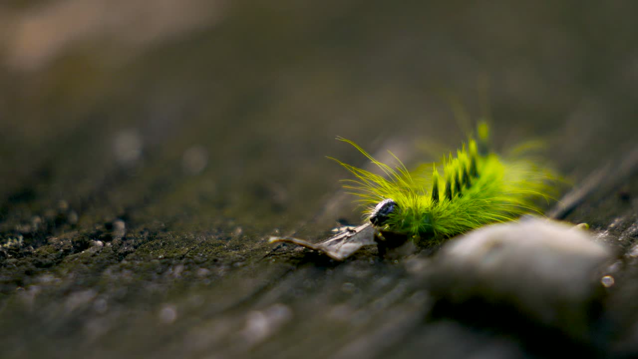 Caterpillar comes to a fork in the road and decides to take a spoon