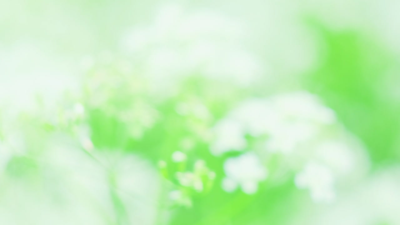 부드러운 초점 봄 꽃