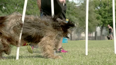 a big furry dog crossing over the obstacles 4k fs700 odyssey 7q