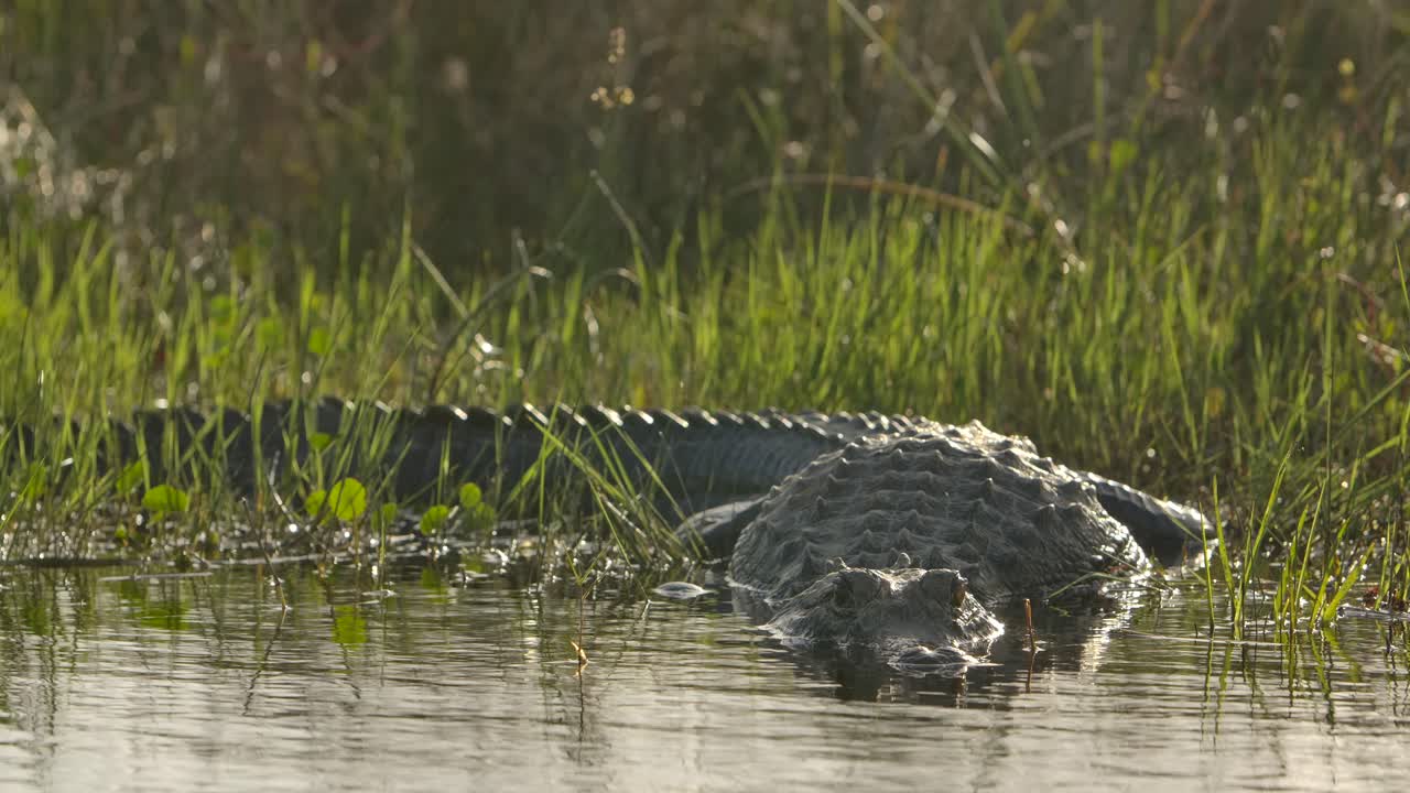 foco de rack de ángulo bajo de caimán que ingresa al agua