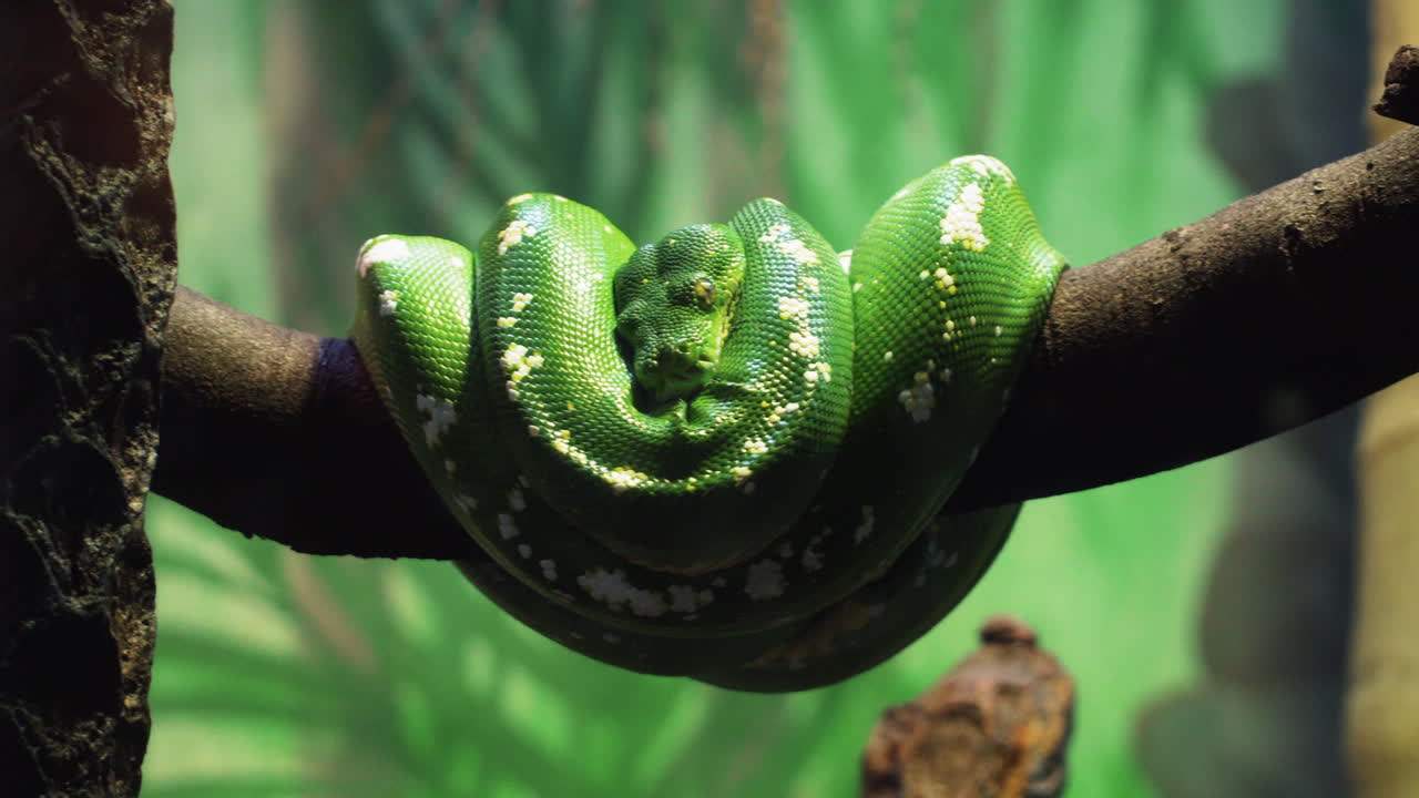 Green Snake Curled Up On A Branch In The Zoo - close up
