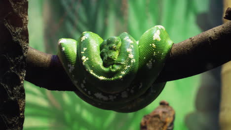 green snake curled up on a branch in the zoo - close up